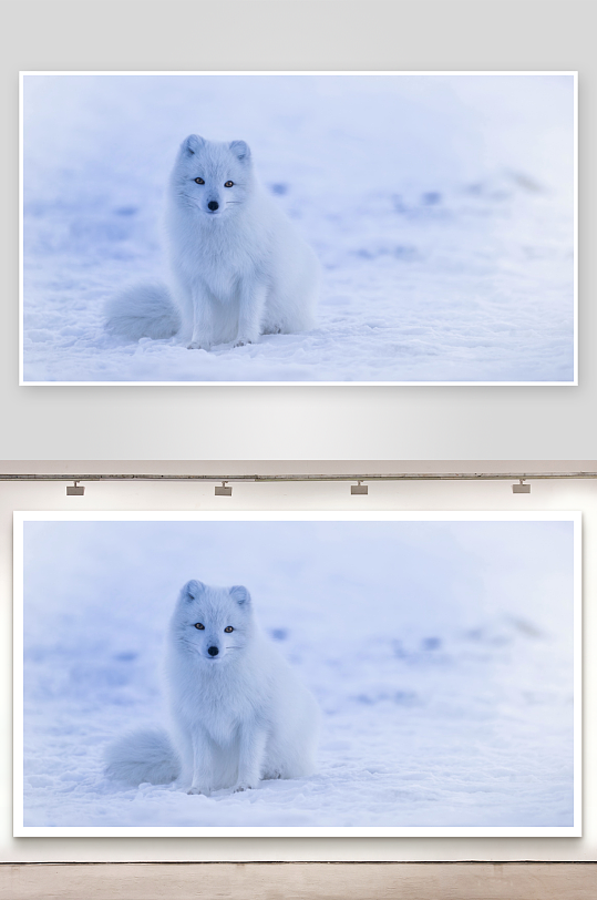 雪地白狐静坐凝视-众图网