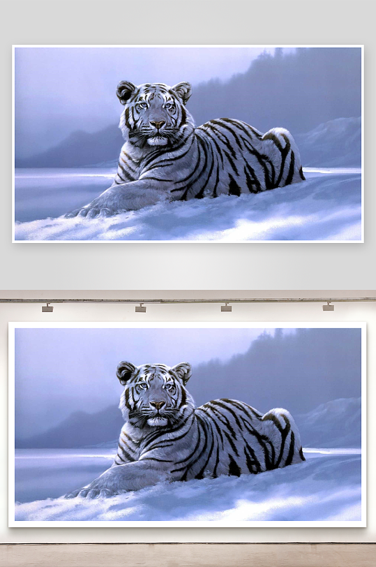 雪地白虎静卧画面-众图网