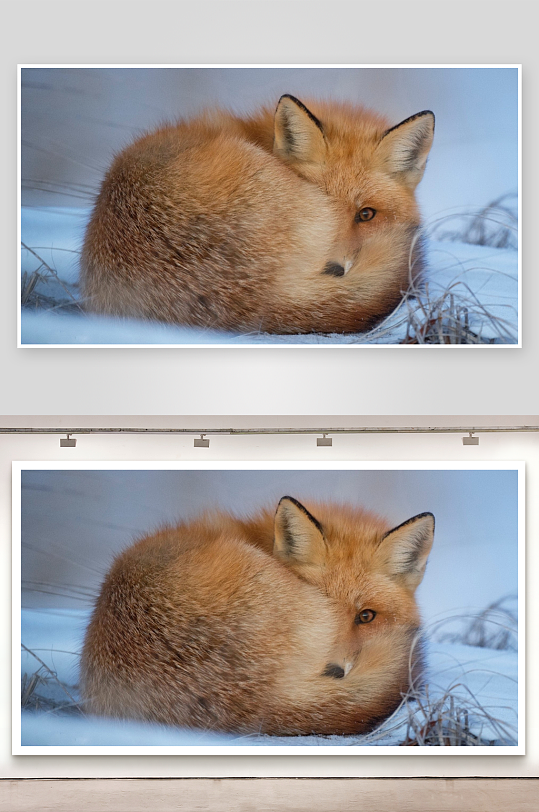 雪地红狐蜷缩休息-众图网