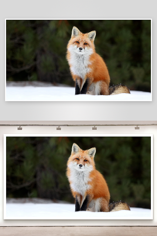 雪地红狐静坐望照片摄影-众图网