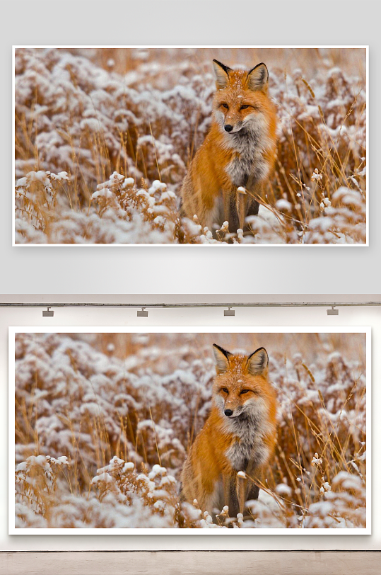 雪地红狐静立草丛中-众图网