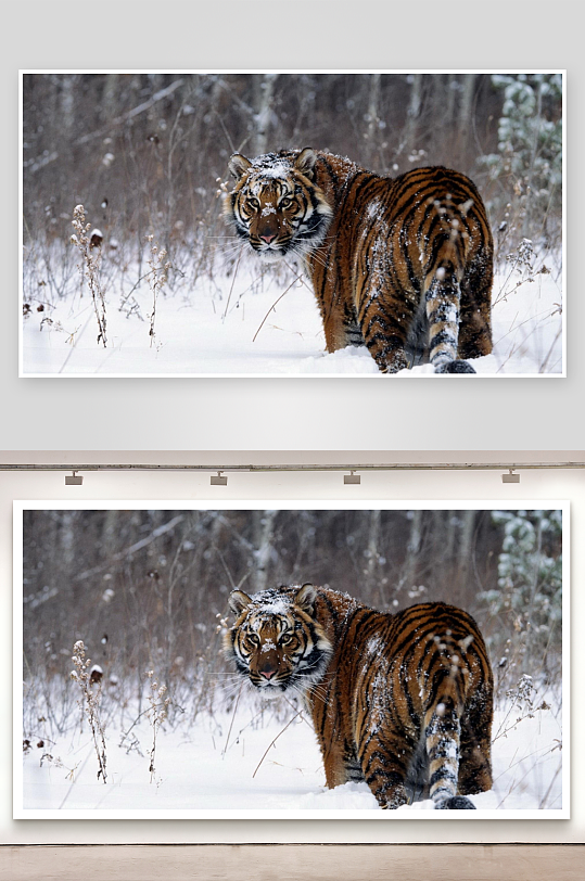 雪地老虎行走照片摄影-众图网