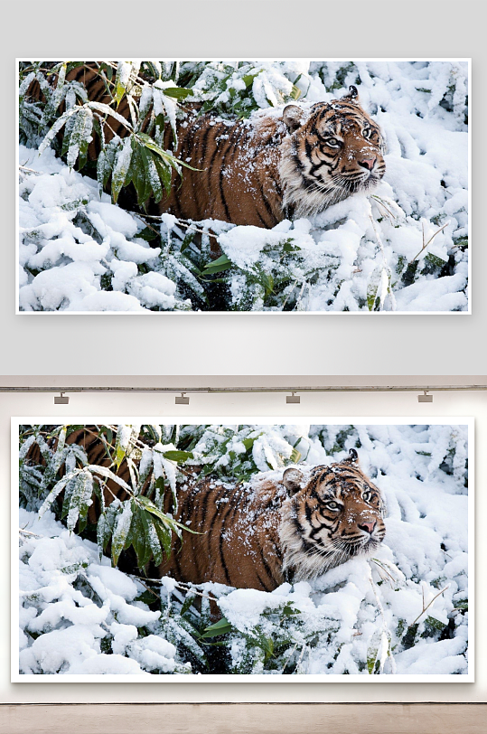 雪地老虎隐匿于竹林之中-众图网