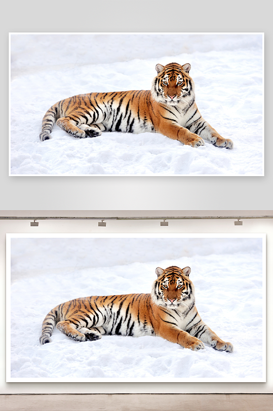 雪地老虎静卧画面-众图网