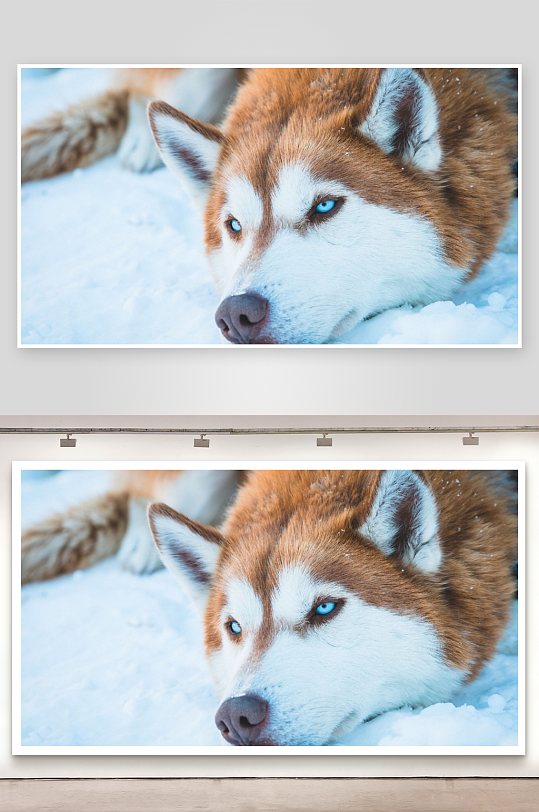 雪地蓝眼哈士奇特写-众图网