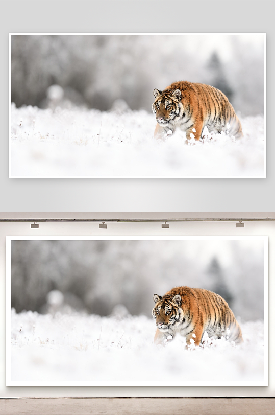 雪地行走的老虎照片摄影-众图网