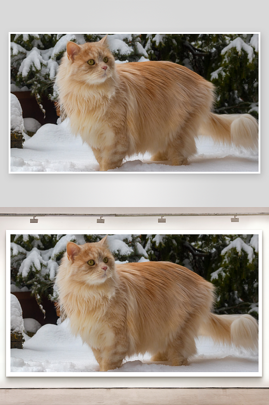 雪地长毛橘猫优雅伫立-众图网