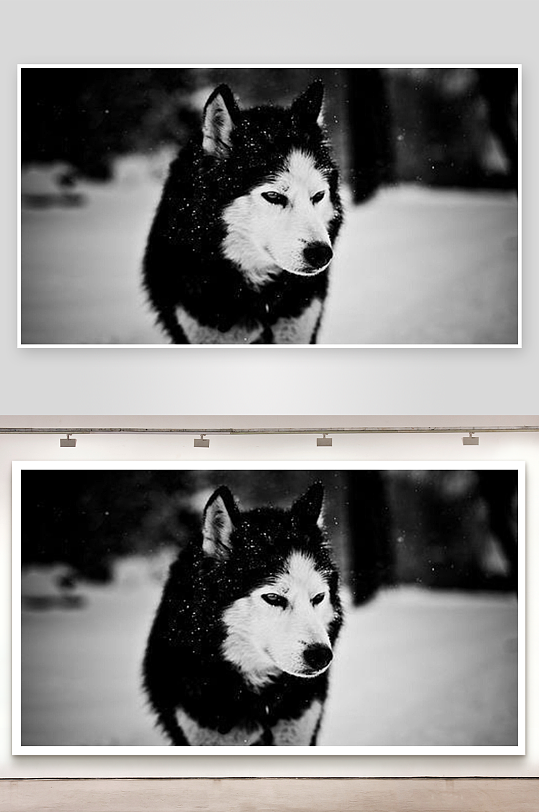 雪地黑白色哈士奇特写-众图网