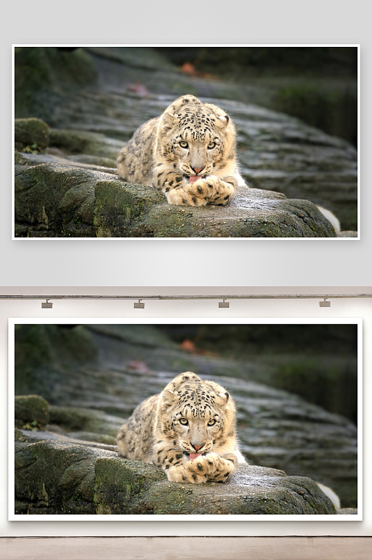 雪豹岩石上舔爪休息-众图网