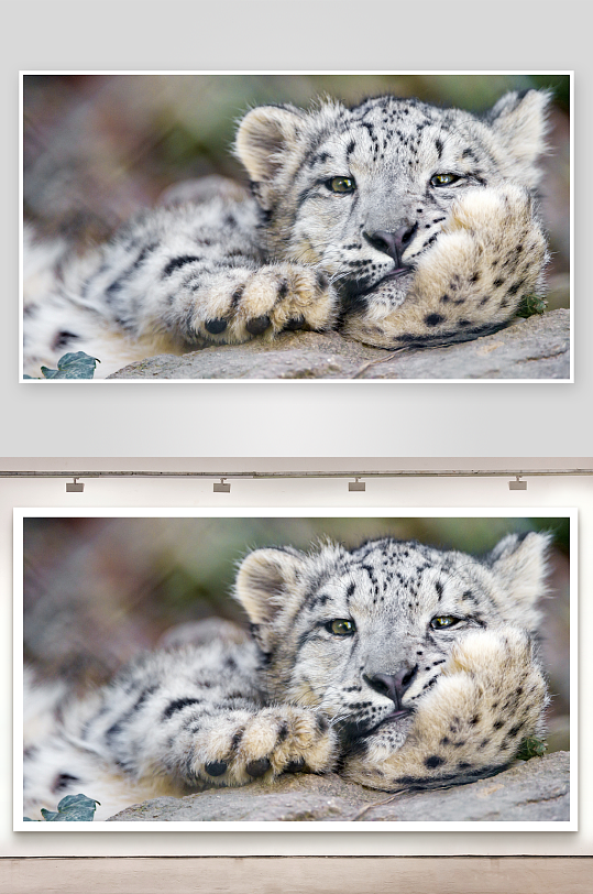 雪豹幼崽岩石上休息-众图网