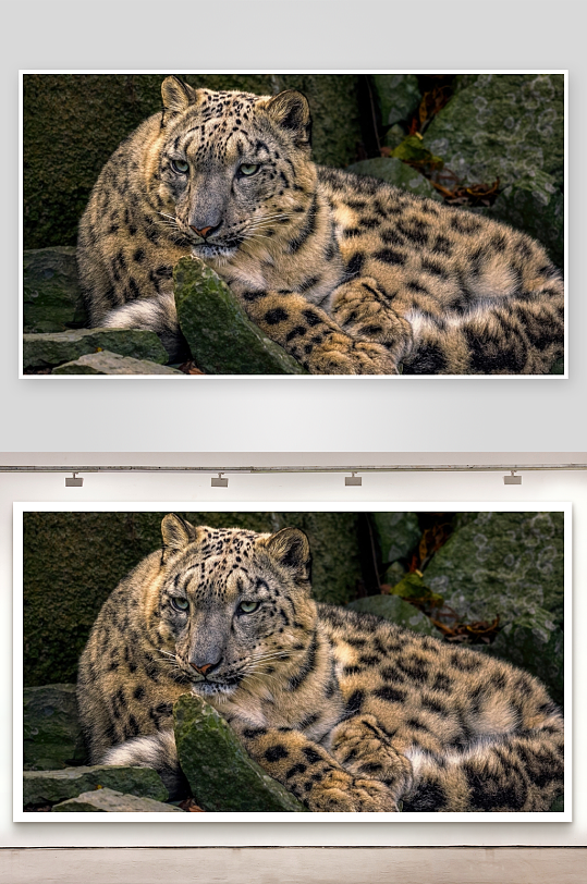 雪豹静卧岩石间照片摄影-众图网