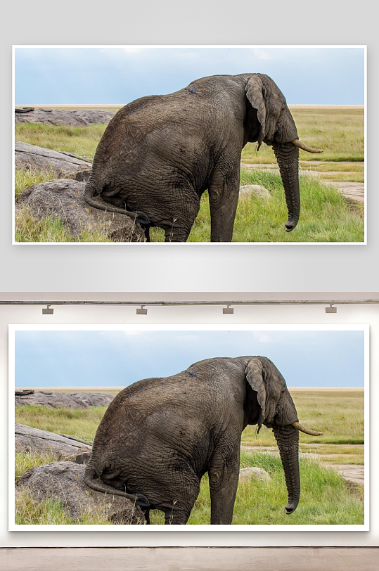 非洲草原大象漫步-众图网