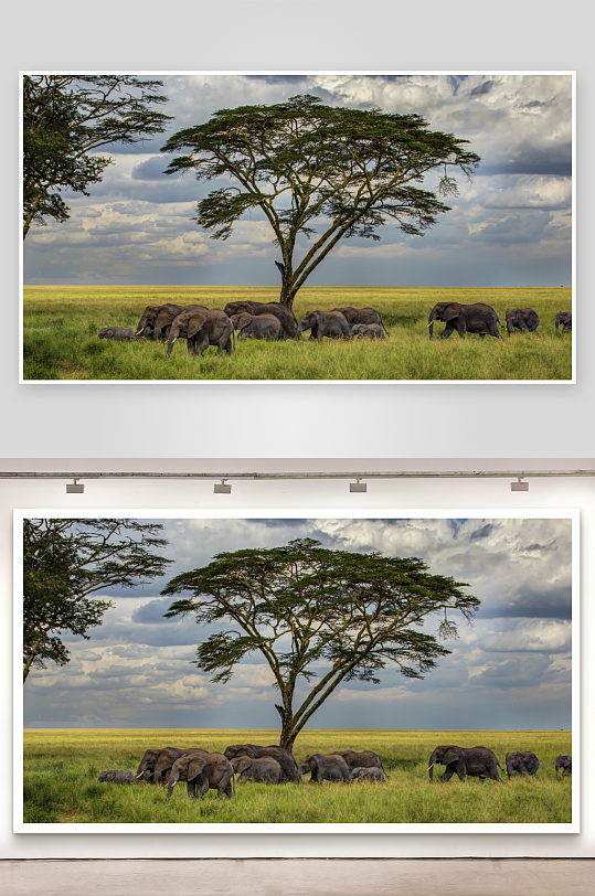 非洲草原象群漫步绿野-众图网