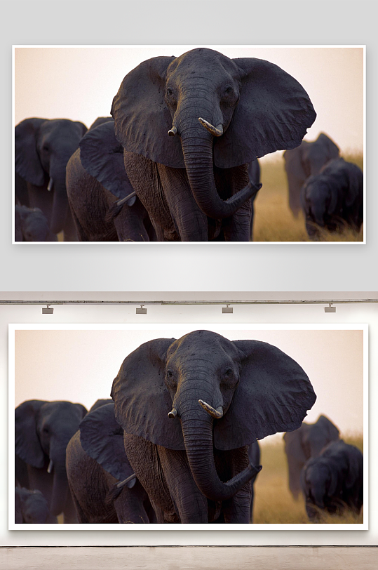 非洲象群在草原上漫步-众图网