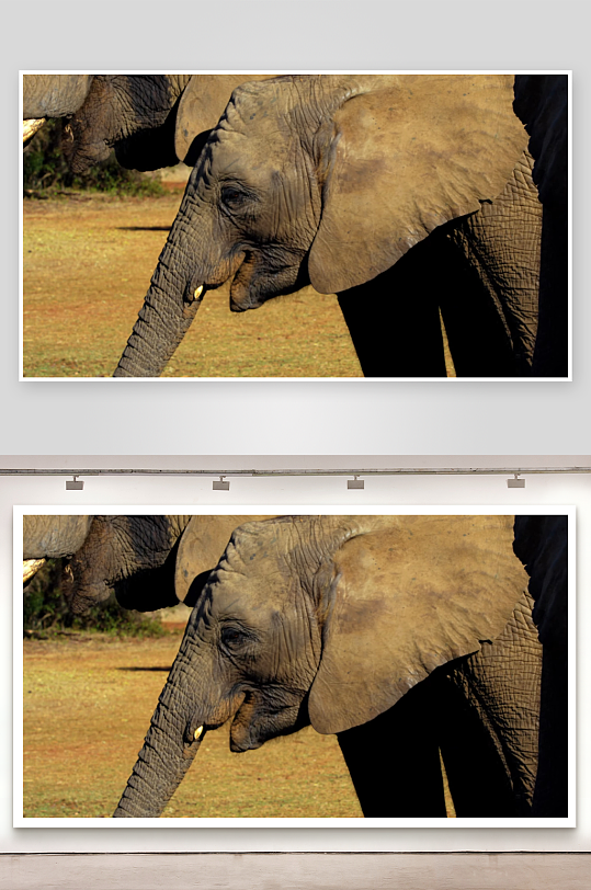 非洲象群特写镜头-众图网