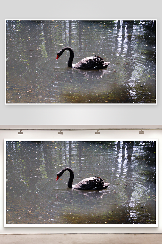 黑天鹅水中优雅游弋-众图网