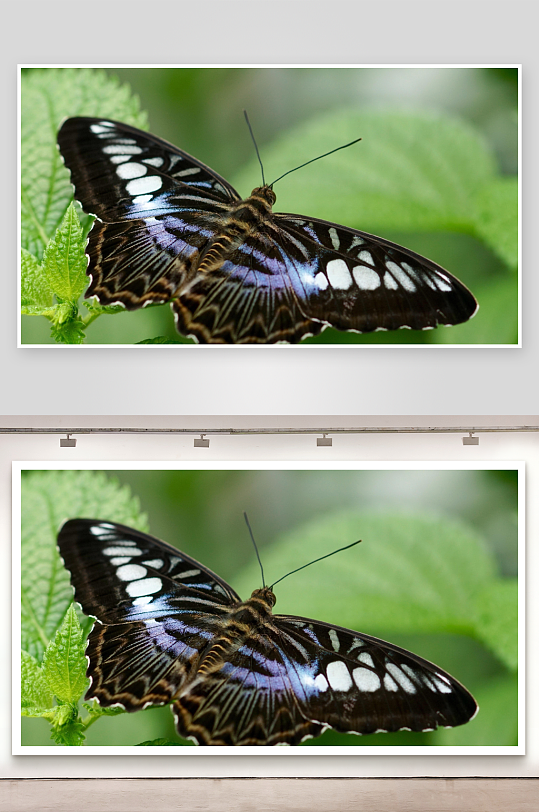 黑底白斑蝴蝶栖息绿叶之上-众图网
