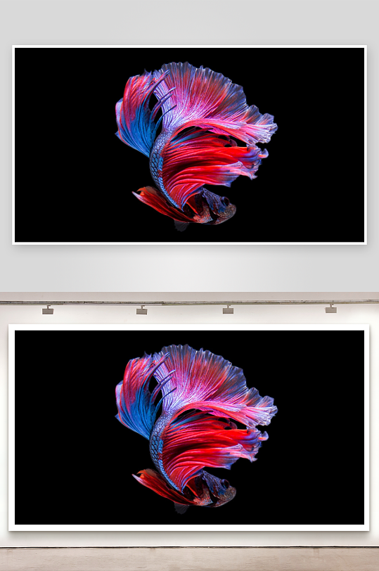 黑底红蓝斗鱼特写-众图网
