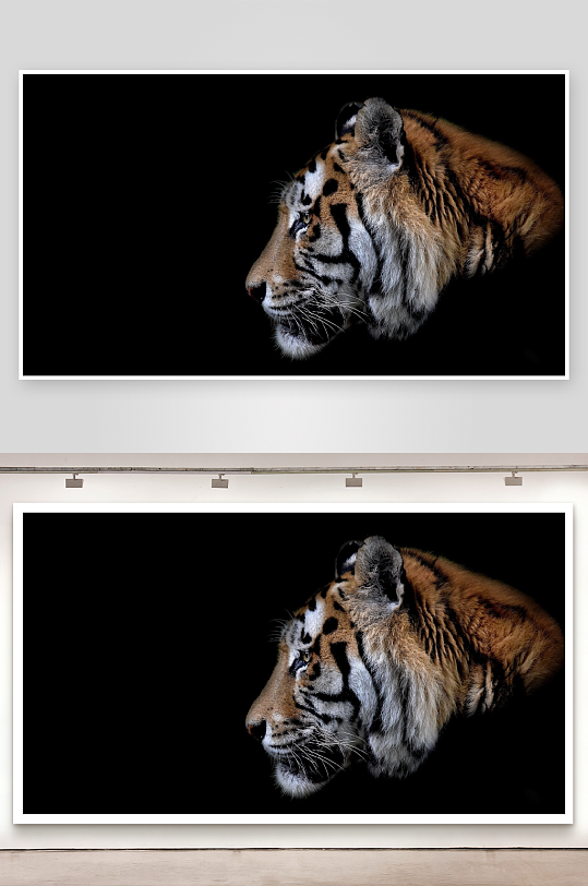 黑底虎头特写尽显威严-众图网