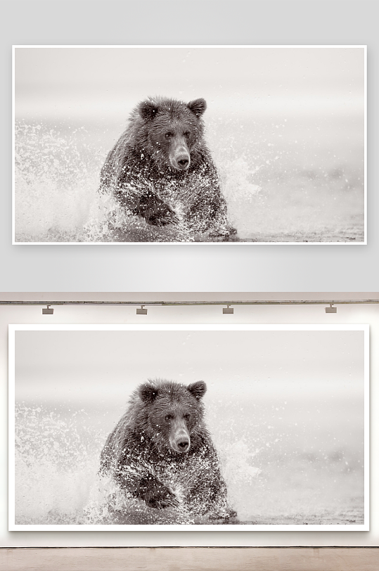 黑熊水中奔跑溅起水花-众图网