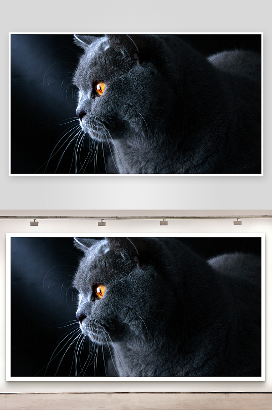 黑猫凝视侧脸特写-众图网