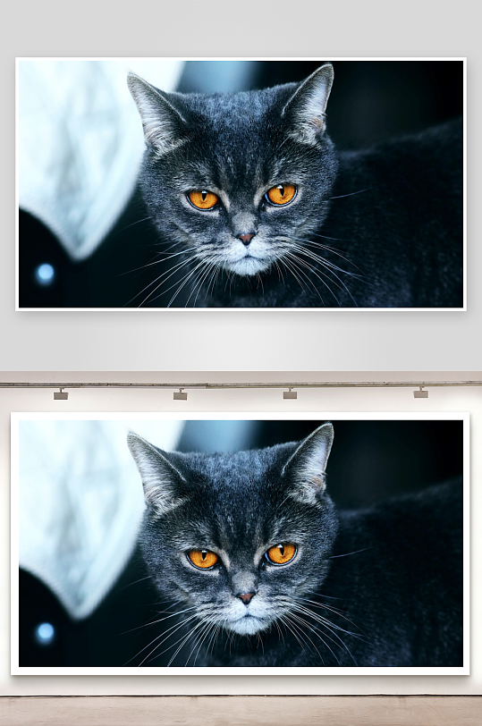 黑猫凝视橙眸特写-众图网