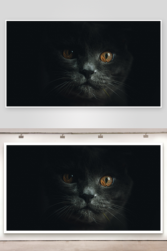 黑猫凝视神秘眼神特写-众图网