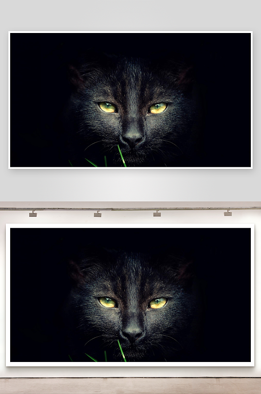 黑猫凝视神秘绿眸-众图网