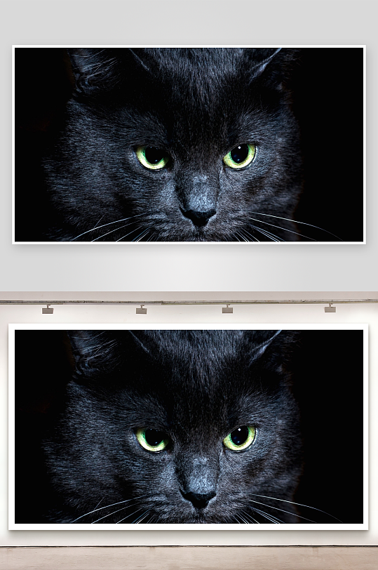 黑猫凝视神秘绿眼特写-众图网