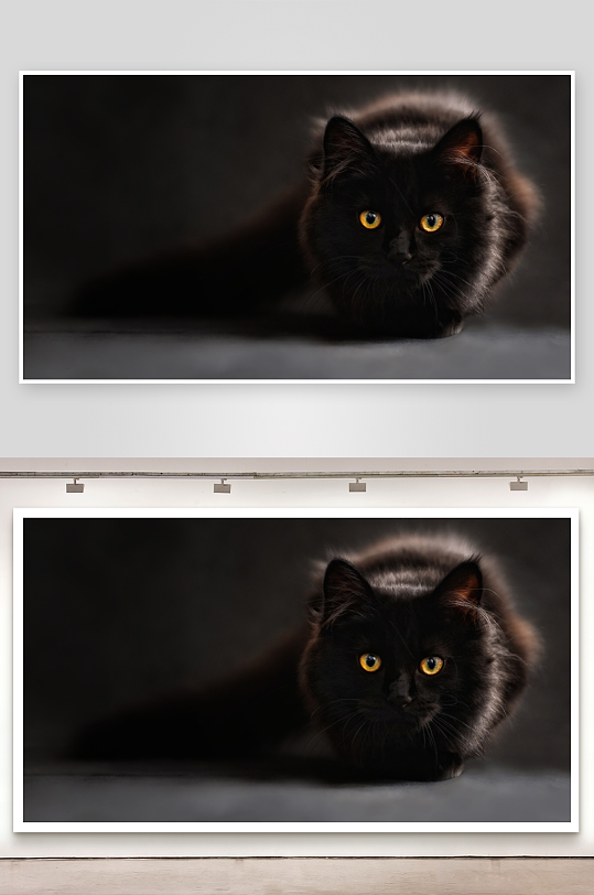 黑猫凝视神秘黄眼-众图网