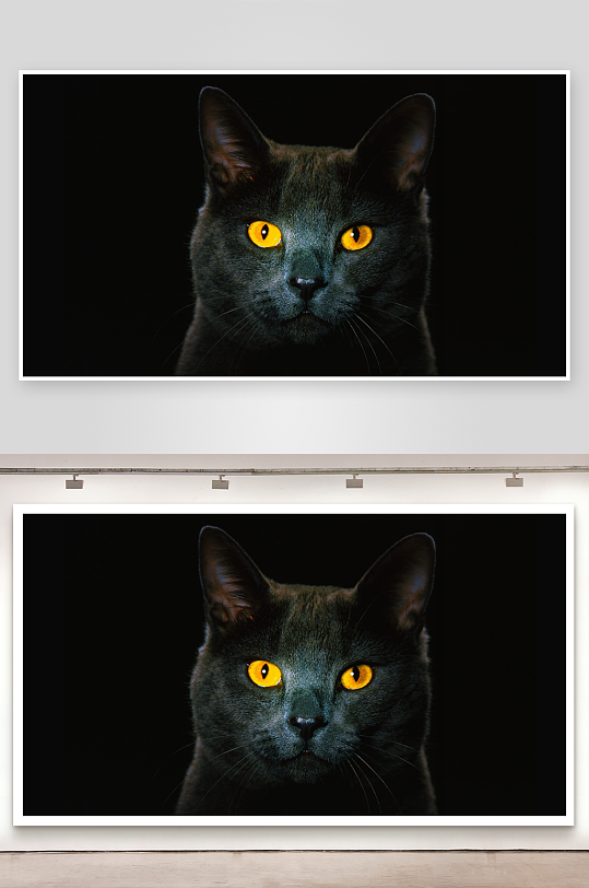 黑猫凝视神秘黄眼特写-众图网