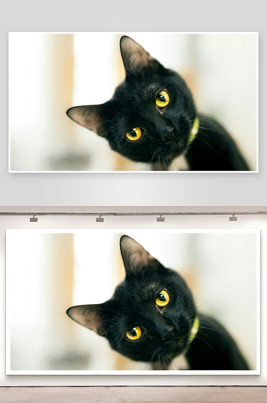 黑猫凝视镜头黄色瞳孔特写-众图网