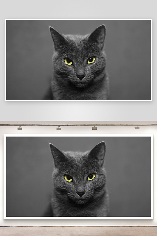 黑猫凝视黄眼特写-众图网