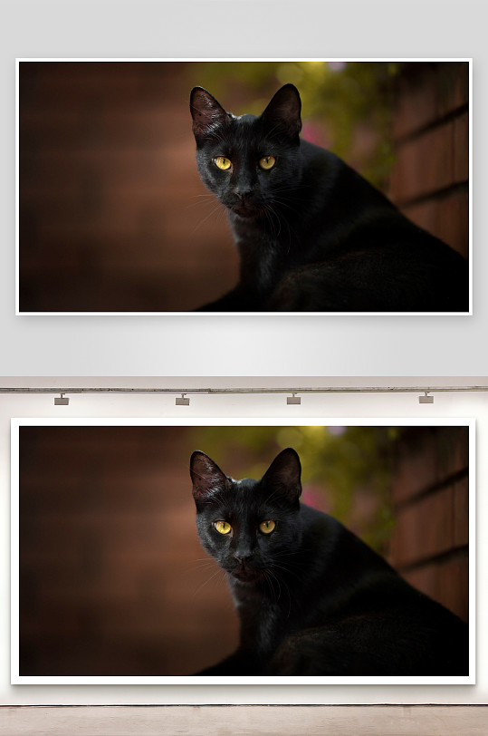 黑猫凝视黄色眼眸特写-众图网