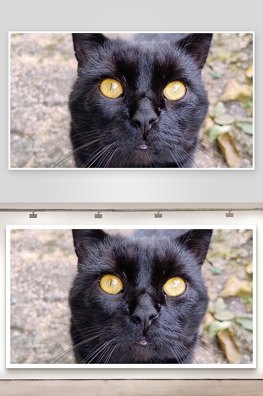 黑猫凝视黄色瞳孔特写-众图网