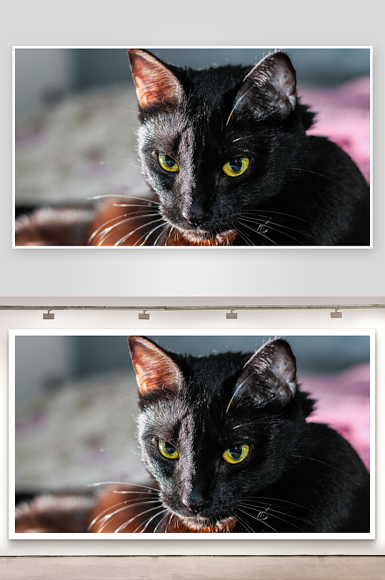 黑猫特写金色眼眸凝视-众图网
