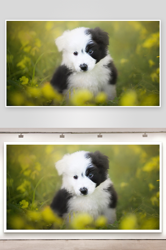 黑白小狗置身花丛-众图网