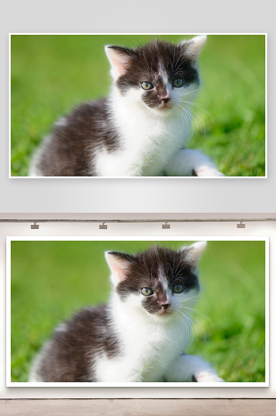 黑白小猫草地萌态-众图网