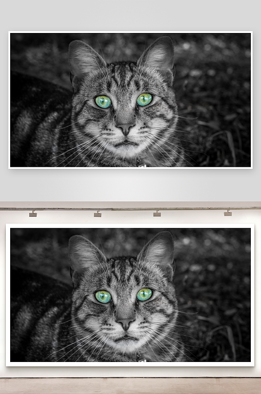 黑白照片中的绿眼猫咪特写-众图网