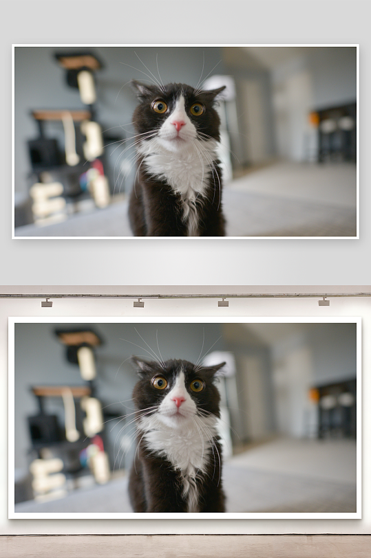 黑白猫咪凝视镜头-众图网