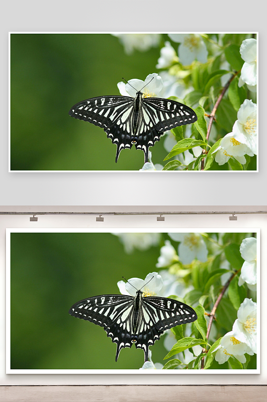 黑白色蝴蝶停驻白花之上-众图网