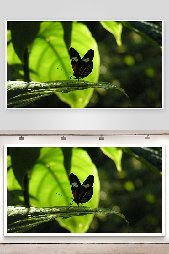 黑红蝴蝶栖息绿叶之上-众图网
