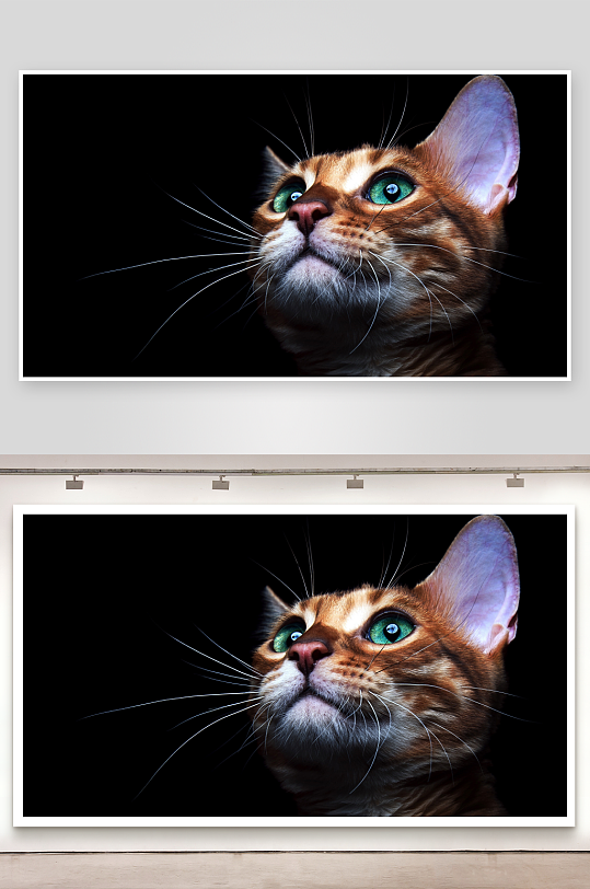 黑背景下的橘猫特写-众图网