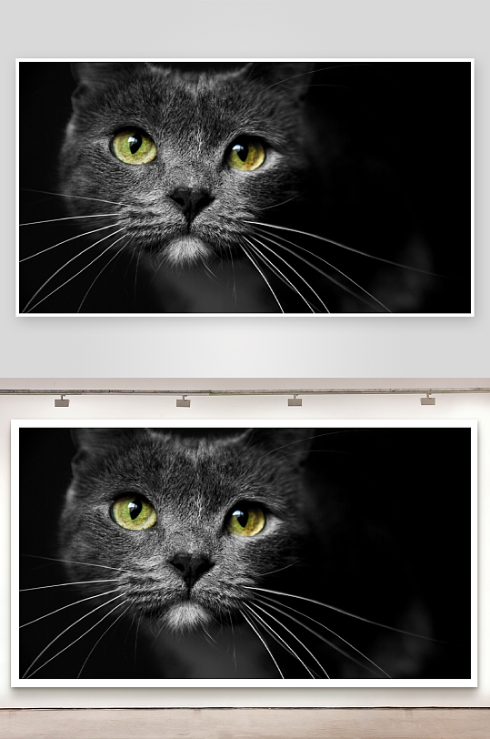 黑背景下的灰猫特写-众图网