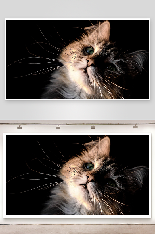 黑背景下的猫咪特写-众图网