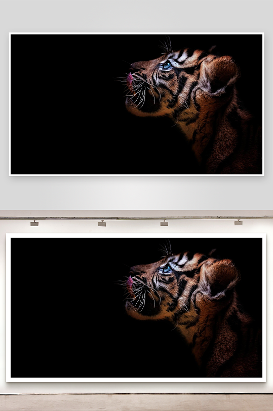 黑背景下的老虎特写-众图网