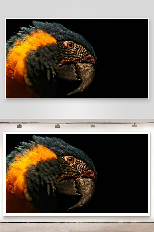 黑背景下的鹦鹉特写-众图网
