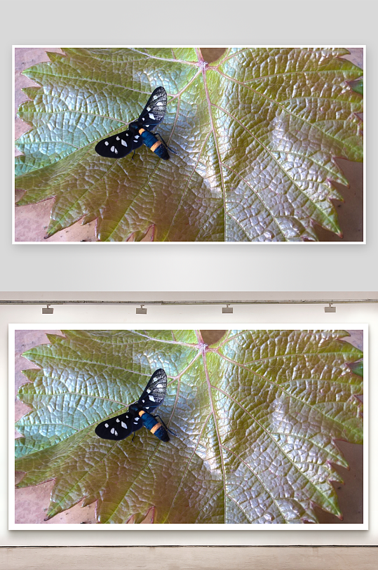 黑蝶栖息绿叶之上-众图网