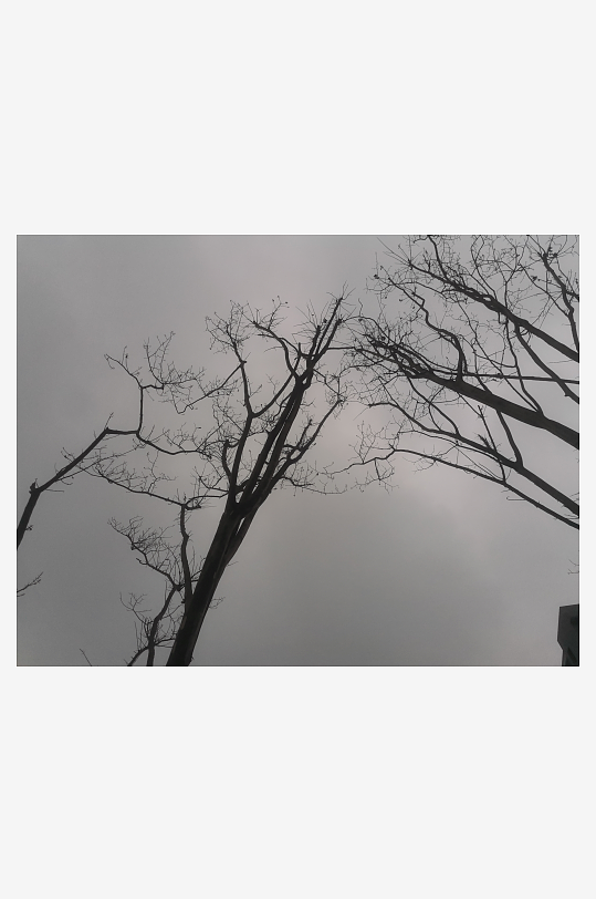 灰色天气下的树干-众图网