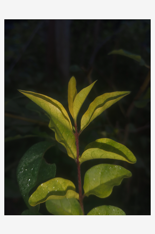 黑夜中的希望与生机-众图网